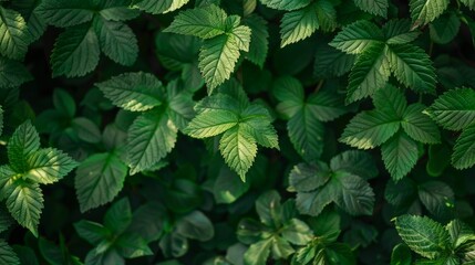 Wall Mural - Close up of vibrant green foliage on a plant