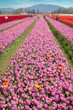 © LoweStock - Colorful tulip fields blooming in the Skagit Valley of western Washington State. The Skagit Valley Tulip Festival is the largest festival in Northwest Washington State and the largest in the USA.