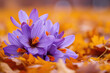 Autumn flowering of saffron sativus bulbs with deep red stigmas AI Generative