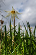 Fawn Lilies on Crest of A Hill