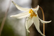 Single Fawn Lily Blossom Showing Stamen