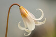 Fawn lily Blossom In Profile