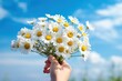 Hand holding on white daisy flowers outdoors blossom nature.