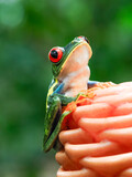 Fototapeta  - Red-eyed tree frog on an orange flower in tropical Costa Rica