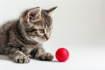 Wall Mural - A kitten is playing with a red ball