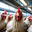chicken  farm poultry bird flu avian virus health food risk warning