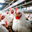 chicken  farm poultry bird flu avian virus health food risk warning