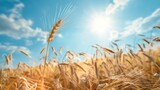 Fototapeta Zachód słońca - Field of wheat under sun
