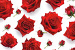 Red rose seamless on white background.