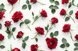 Red rose seamless on white background.
