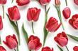 Red Tulip seamless on white background.