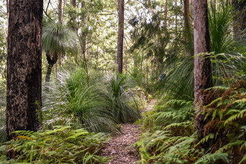 Wall Mural - Mount Alum bush walk at Bulahdelah