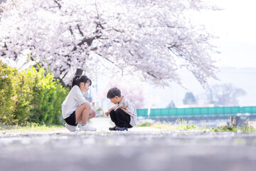 Wall Mural - 桜の木の下で向かい合う兄弟