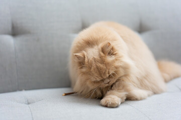 Fluffy British Longhair kitten naps curiously on cozy sofa. Undisturbed in comfy interior, it basks in pet joy.Undisturbed, it simply basks in the softness, relishing indoor relaxation.