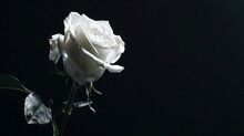 White Rose On Black Background