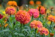 A beautiful close shot of marigold flower garden with a blurry big space for text or product advertisement background, Generative AI.