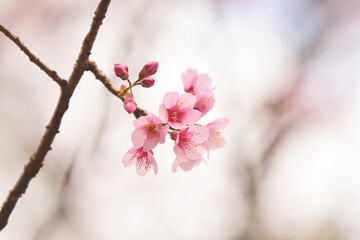 Wall Mural - Phaya suae flower or sakura flower in Thailand