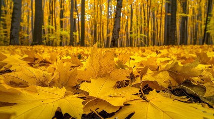 Poster - Yellow leaves scattered forest ground