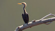cormorant perched on a branch