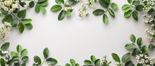 Green Twigs With Leaves And Flowers With Plain White Backdrop Kept Like A Frame And Big Space Inside Of It For Text Or Product Backdrop, Generative AI.
