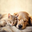 Cat and dog sleeping mammal animal.