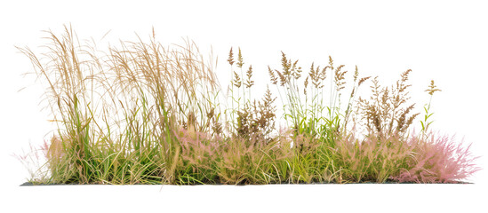 Mixed prairie grass bed featuring tall bluestem and switchgrass, ideal for natural landscaping and erosion control, isolated on transparent background