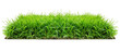 Lush green turf grass, perfectly manicured for a classic suburban lawn, showing uniformity and vibrant color, isolated on transparent background