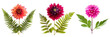 set of pairings of dahlias and ferns, showcasing the contrast between bold dahlia blooms and the delicate texture of fern leaves, isolated on transparent background