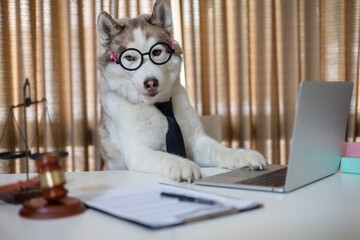 Cute husky dog looking into computer laptop and document working in glasses and necktie