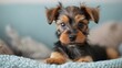Adorable Yorkshire Terrier with a Fun-loving Personality. Concept Pet Photography, Yorkshire Terrier, Cute Portraits, Fun-loving Personality