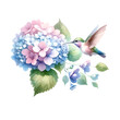 © JADE - Hummingbird Approaching Pastel Hydrangea Illustration