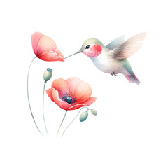 Wall Mural - Hummingbird Extracting Nectar from Poppy Flower
