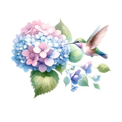 hummingbird approaching pastel hydrangea illustration