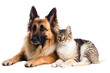© Stock-X - Cat and dog sleeping together on Transparent Background PNG