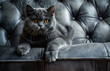 Cute British short hair cat sitting on a scratched sofa, Kucing