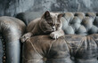 Cute British short hair cat sitting on a scratched sofa, Kucing, Not guilty