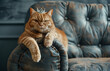 Cute orange tabby cat with crown sitting on a scratched sofa, Diva cat, kucing, Oyen