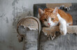 Cute orange tabby cat sitting on a scratched sofa, not guilty pet