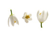 tangerine flowers isolated on a white background. macro 