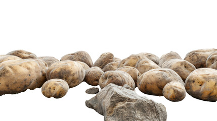 Wall Mural - newly harvested potatoes,on white background