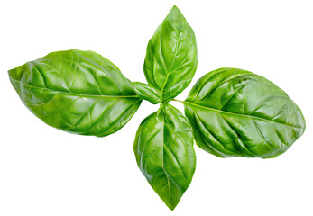 Poster - Fresh basil leaves isolated , vibrant green color.