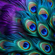 colored peacock feathers closeup