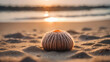 sea urchin shell outdoors on the beach while considering the sweltering heat which is the symbol of creative block Blurred background shows the greenhouse effect. which indicates summer