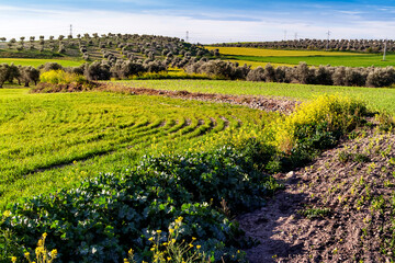 Wall Mural - Campo con sembrados y olivos