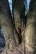 Three connected trees close up. Detailed photo of three connected trees close up, natural themed background.