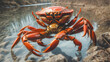red crab on a rock
