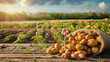 The freshly harvested potatoes are meticulously arranged within a bag, positioned against the verdant backdrop of a thriving vegetable garden