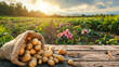 The harvested potatoes are neatly laid out in a bag against the backdrop of a lush vegetable garden