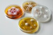 Penicillin Fungi on Agar Plates. Biotechnology and Fungal Culture in Petri Dishes.