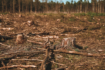 Wall Mural - Uncontrolled Deforestation Ravaging European Forests and Ecological Balance